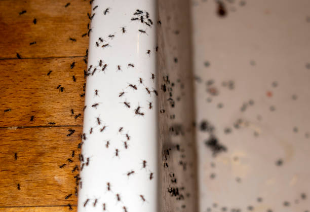 Best Flea Control Services  in Nsfield Center, MA