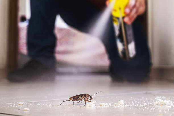 Flea Control Services in Mansfield Center, MA