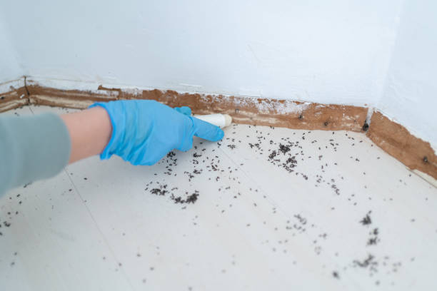 Best Local Pest Control Services  in Nsfield Center, MA
